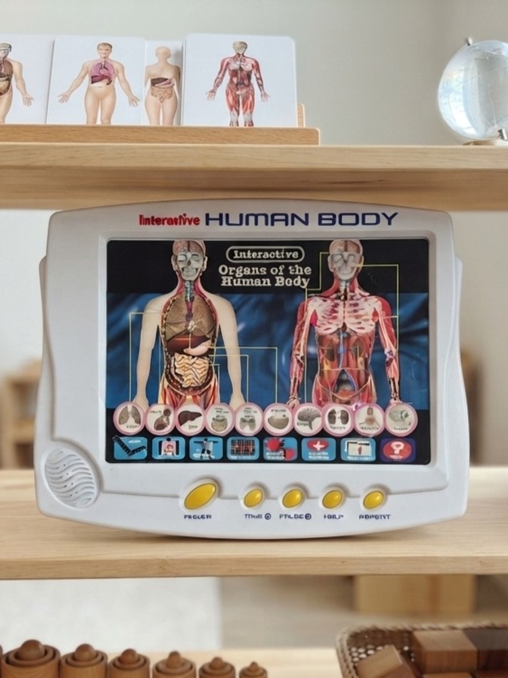 Interactive Human Body Anatomy Learning Toy – Educational Homeschool Science ✨️